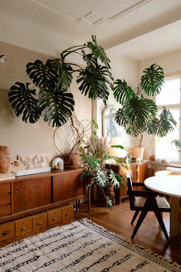 Wild Interiors — Monstera Care and How to Get Holey Leaves