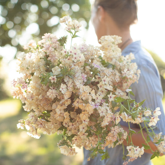 Phlox: Top Pick Of The Season To Add To Your Flower Recipe Right Now