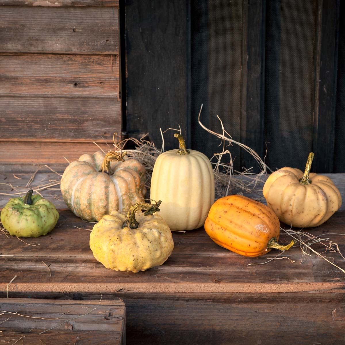 Miniature Pumpkins Collection, Set of 6, Assorted Styles