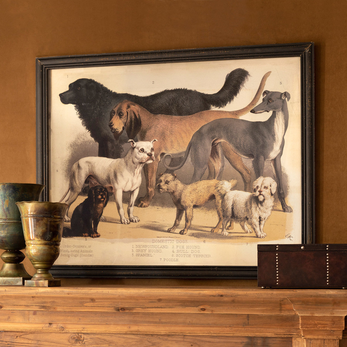 Domestic Dogs Dog Lover Framed Print